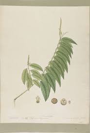 Image result for Shirakiopsis