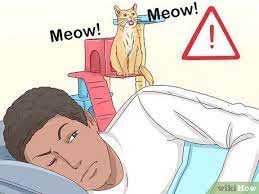 Do a play session before the bedtime feeding. 11 Ways To Get Your Cat To Sleep With You Wikihow