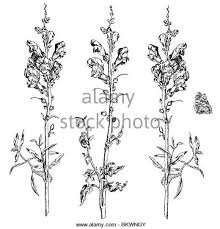 We did not find results for: Illustration Of Snapdragon Stock Image Snapdragon Flowers Flower Drawing Line Art Tattoos