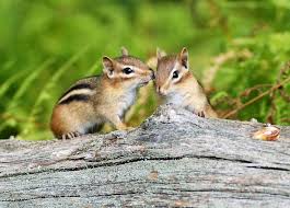 Maybe you would like to learn more about one of these? Chipmunks Cute Furry Animal Facts Another 15 Fun Facts You May Not Know Pest Wiki