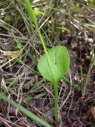 Image result for Ophioglossaceae