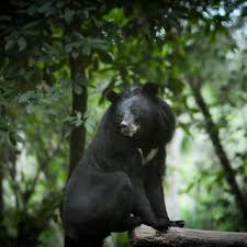 Asiatic Black Bear Range Map Pdf Status Distribution Of Bears In Vietnam 2016