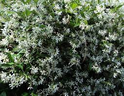 La citronella è una pianta erbacea perenne sempreverde dall'aspetto cespitoso con foglie molto lunghe, nastriformi, con margini taglienti, di un verde intenso, e con un deciso profumo agrumato, che si innalzano dal rizoma e tendono a ricadere. Pianta Sempreverde Con Fiori Bianchi