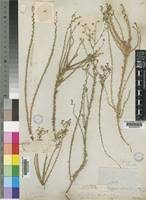 Image result for Wahlenbergia undulata
