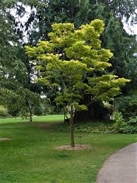 Check spelling or type a new query. Japanese Maple Grove Evergreen Arboretum And Gardens