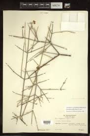 Image result for Triaspis macropteron