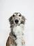Saluki Long Haired Greyhound