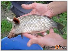 Peixe Porco The Dark Side Of The Moon