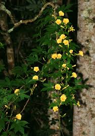 Image result for Merremia tuberosa