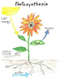 Plant Food Photosynthesis Jakes Nature Blog