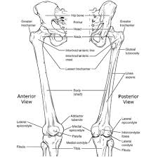 There also are bands of fibrous what is the smallest bone in the human body? Lower Limb Bones Illustrations Image Radiopaedia Org