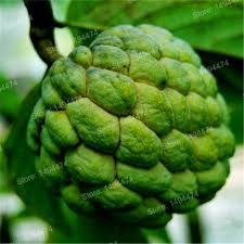 Image result for Annona muricata