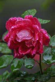 Am i falling for you? Red Rose After Rain 640x1136 Iphone 5 5s 5c Se Wallpaper Background Picture Image