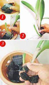 Dengan penjagaan yang betul, orkid anda boleh berkembang beberapa kali etahun! Homie Garden Cara Cara Tanam Pokok Orkid Bunga Orkid Facebook