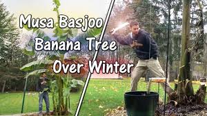 Japanese fiber banana, japanese hardy banana musa basjoo characteristics. Did My Musa Basjoo Banana Tree Survive The Winter Zone 5b 6a Youtube
