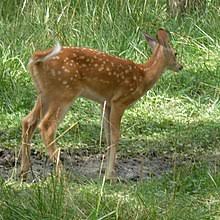 White Tailed Deer Wikipedia