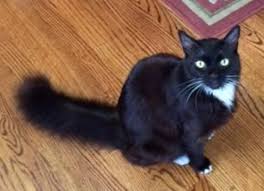 We did not find results for: Tantalizing Toby Stunning Long Hair Tuxedo Cat For Adoption In Los Altos Ca Supplies Included