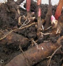 как приготовить настойку из цветков пиона в домашних условиях Ot Chego Pomogaet Nastojka Piona Uklonyayushegosya Vyrashivanie Iz Semyan