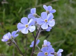 Image result for Embelia xylocarpa