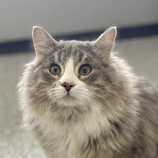 Product Reviews for PURINA PRO PLAN Kitten Chicken & Rice Formula Dry Cat  Food