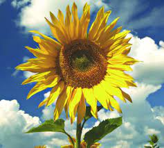 Characteristic Living Things Responds To Stimulus The Sunflower Responds To The Sun S Rays By F Free Stock Photos Image Free Stock Photos Royalty Free Images
