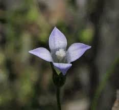 Image result for Wahlenbergia ramosissima