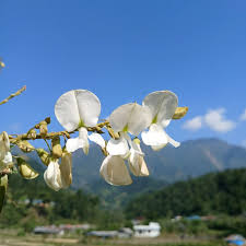 Image result for Tephrosia vogelii