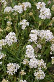 Alpina White Flower Best Flower Wallpaper