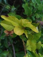 Image result for Mostuea brunonis