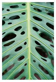 Monstera From Arucas Hojas Tropicales Orejas De Elefante Especies Vegetales