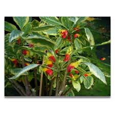 Image result for Impatiens niamniamensis