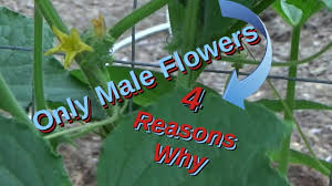 Image result for male flowers cucumber