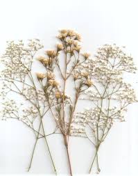 See, that's what the app is perfect for. Via Tumblr Bunga Kering Lukisan Bunga Fotografi Seni