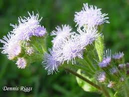 Check spelling or type a new query. Florida Natives Seeds Pine Forest Fruit Flower Farm