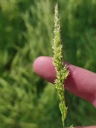 Image result for Polypogon