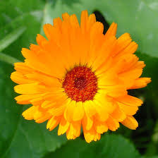 Resultado de imagem para flor