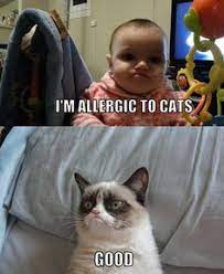 The grumpy cat meme rules all of them. 340 Grumpy Cat Memes Ideas Grumpy Cat Cat Memes Grumpy
