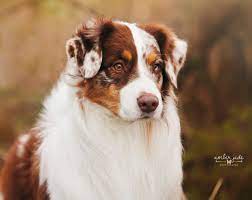 Maybe you would like to learn more about one of these? Catalina Australian Shepherds Aussies Colorado