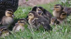 A group of children try to undermine the reever's job in choosing the neighborhood. Restless Sleep Stock Video Footage Royalty Free Restless Sleep Videos Page 2