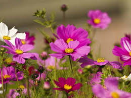 Check spelling or type a new query. How To Grow Cosmos Flowers Saga