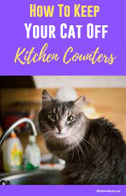 How To Keep Cats Off Counters Like A Pro Proven Tips Cats Cat Illnesses Pet Care