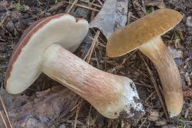 Image result for Xanthoconium sp.