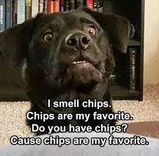 Top 20 Lol Animal Pictures Of The Day Funny Animal Memes Funny Dog Memes Cute Funny Animals