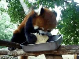 Red panda cute panda love panda panda types of pandas cute creatures cute baby animals wild animals my animal funny cute. This Sandwich Thief Reveling In All His Glory Red Panda Gif Red Panda Red Panda Cute
