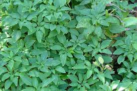 Image result for Alstroemeria pulchella