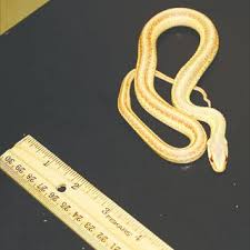 It is very important to make sure that the snake that you get from a breeder hasn't. Pdf A New Report Of Albinism In The Common Garter Snake Thamnophis Sirtalis And A Review Of Existing Records Is There A Geographic Bias In Observations