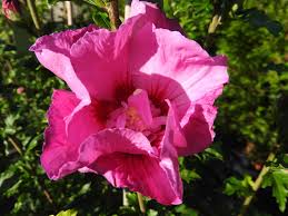 Hibiskus schneiden wann und wie. Baumschule Eggert Blutenstraucher Baumschulen Heckenpflanzen Hibiskus Eruption Hibiscus Eruption Im Pflanzenhandel Online Kaufen