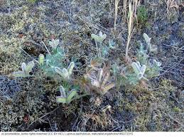 Image result for Pachylobus