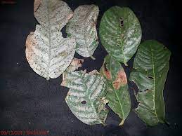 This fruit tree is very tough but you should keep an eye on common garden pests. Guava White Dots On My Guava Leaves And Started To Be Yellow And Seems That Something Is Eating It