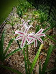 Image result for Crinum crassicaule